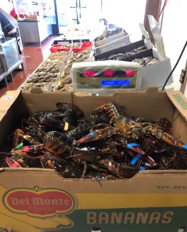 Undersized Lobster and Unpermitted Shellfish Storage - New York County