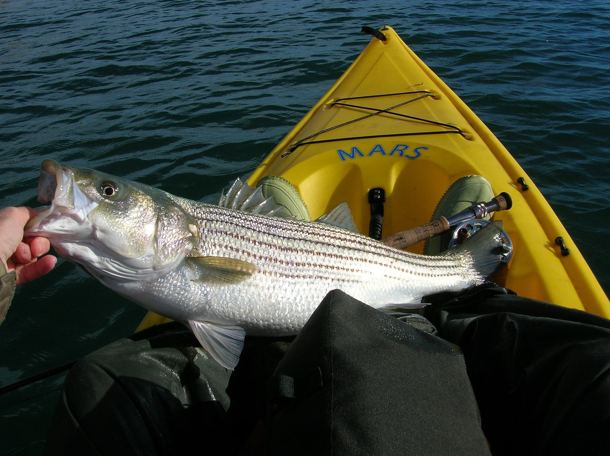 DEP announces circle hook requirement for striped bass fishing