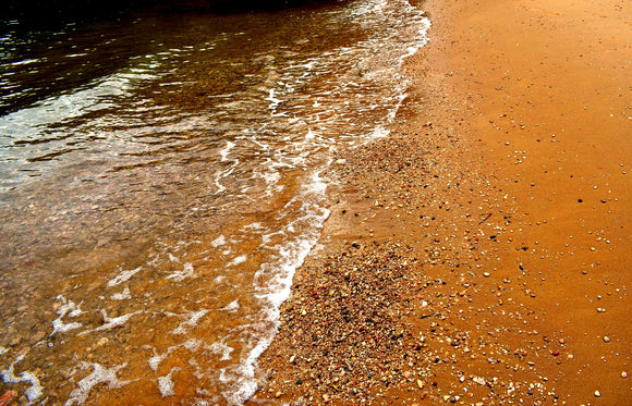 Red Tide Ruins Peconic Bay Scallop Season