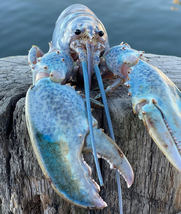 Rare cotton candy lobster caught in Maine: ‘1 in 100 million’ odds