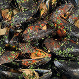 Mussels White Holiday Platter