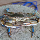 Long Island Blue Claw Crabs